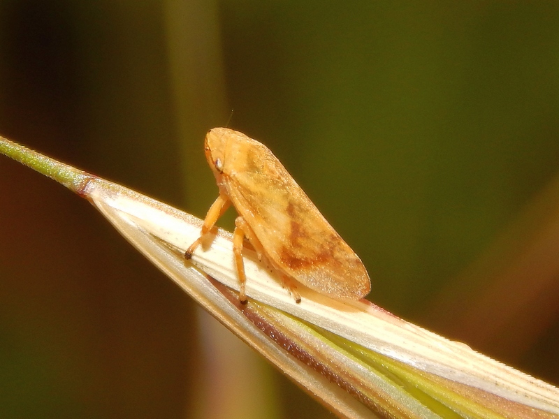 Philaenus spumarius (Aphrophoridae)